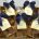 Fudge Lover Hamper from Online Scottish Sweet Shop Saltire Candy
